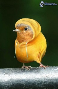 zakladateľka stránky